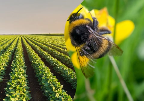 Buenas prácticas agrícolas. Cuida tu cultivo con Insecticida Elestal®Neo de Syngenta