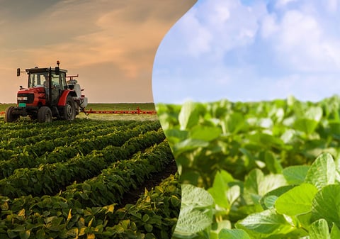 Cuidá tu cultivo de la soja con Insecticida Elestal®Neo de Syngenta