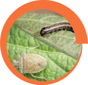 Syngenta | Virantra™ | Insecticida | Más Control, Amplio espectro