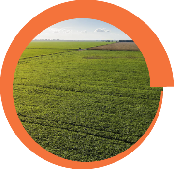Syngenta | Virantra™ | Insecticida Banda Verde