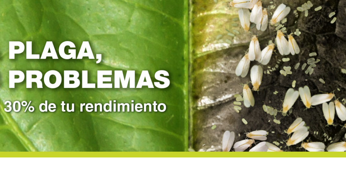 Insecticida para control de Mosca Blanca en Soja. Elestal®Neo de Syngenta