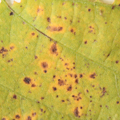 MIRAVIS ™ FORTE | Fungicida Syngenta | Control de Septoria Glycine