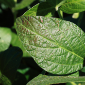 MIRAVIS ™ FORTE | Fungicida Syngenta | Control de Cercospora Kikuchii