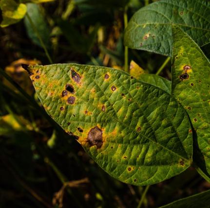 MIRAVIS ™ FORTE | Fungicida Syngenta | Control de Corynespora