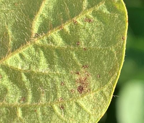 MIRAVIS ™ FORTE | Fungicida Syngenta | Control de Roya