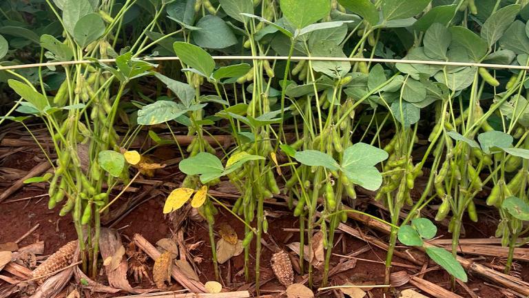 MIRAVIS ™ FORTE | Fungicida Syngenta | Mayor control contra cercospora y corynespora